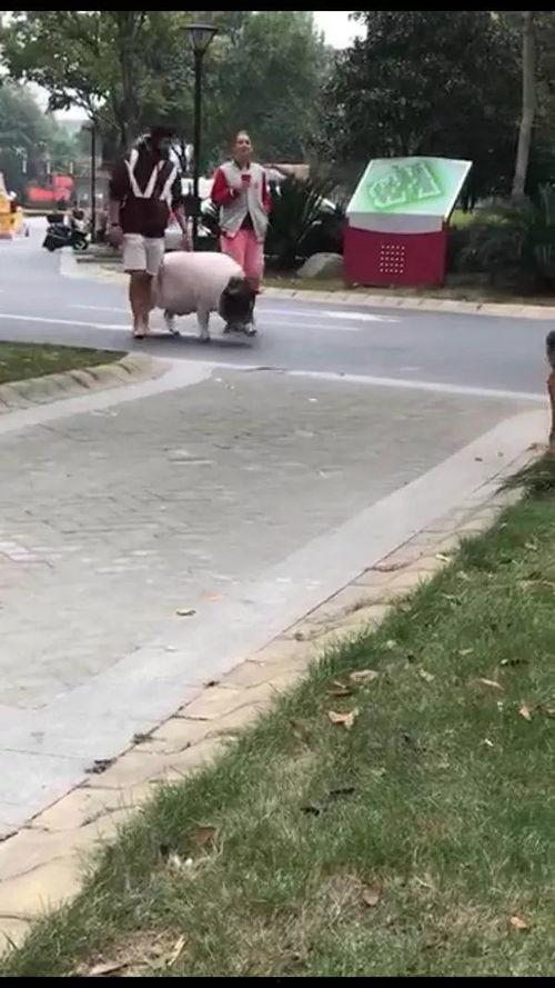 刘先生爆料视频播放全集